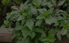 荆芥和罗勒的区别(荆芥和罗勒有什么不同?详细解析区别)
