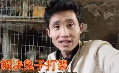 兔子会打架会打死吗(兔子会打架会致命吗?如何避免兔子间的斗争?)