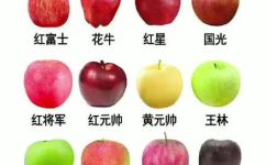 苹果的种类及特点是什么(苹果种类及特点介绍:从颜色口感到营养,一一为您详解)