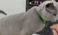 俄罗斯蓝猫掉毛吗(详解俄罗斯蓝猫是否易脱发,养猫技巧分享)