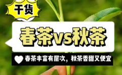春茶和秋茶的区别(春茶与秋茶的区别,你知道吗?一文解析)
